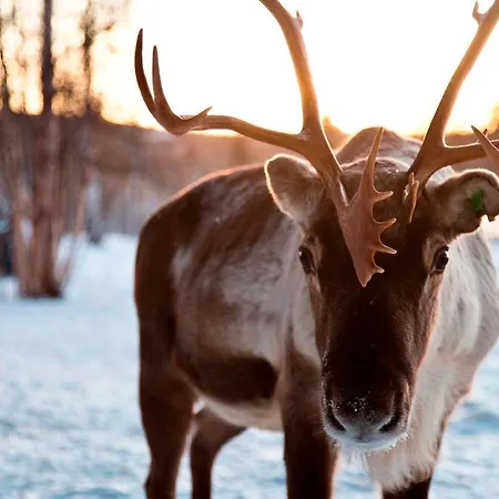 Resort Northern Lights Village Saariselka