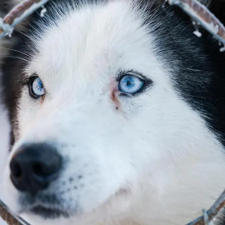 Resort Northern Lights Village 4*