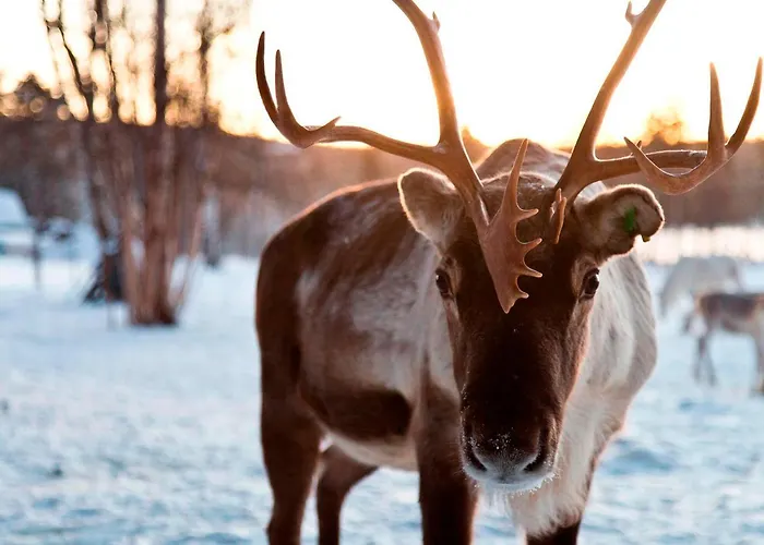 リゾート Northern Lights Village サーリセルカ