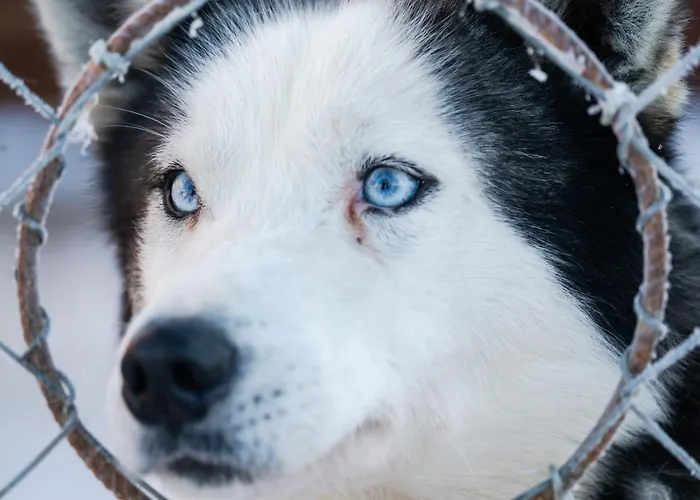 منتجع Northern Lights Village 4*